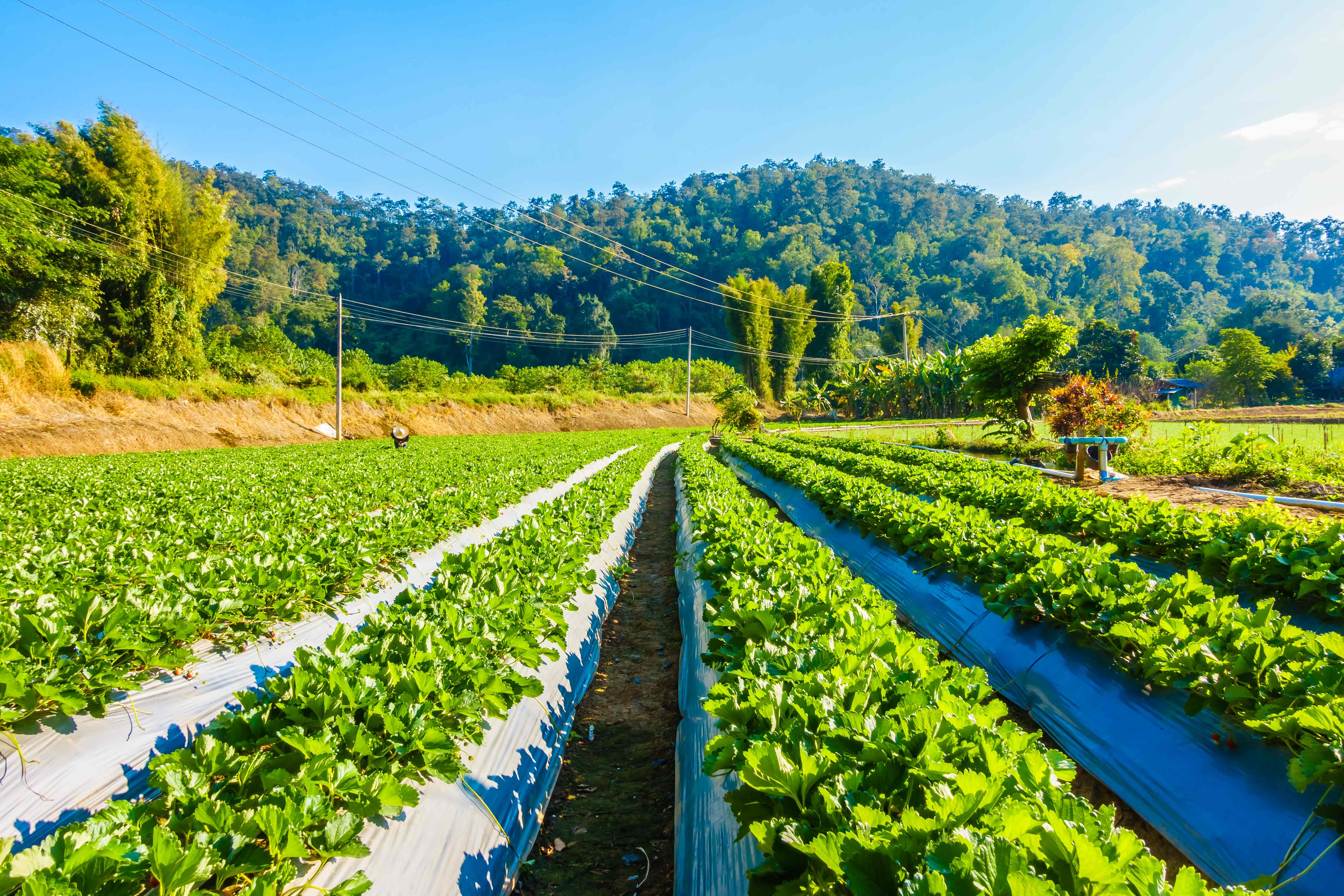 Ladang Strawberry Segar - Langsung dari Petani Lokal